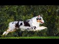 The Difference Between Australian Shepherds and Australian Cattle Dogs