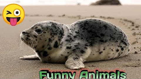 When Animals Go On A Rampage And Got  Caught On Camera ! New Funny Animals Videos 2024 #funnyanimal