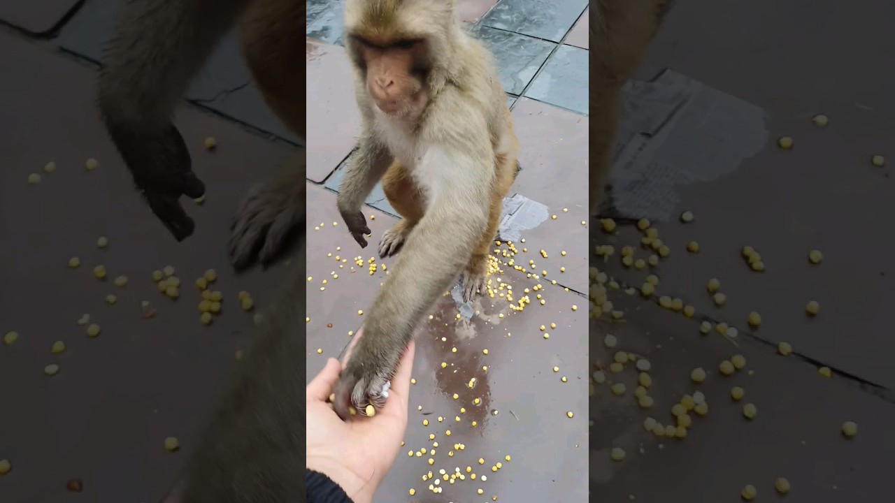 SHIMLA NEWS | MONKEY ATTACK NEWS | JAKHU MANDIR | MONKEY EATING PRASAD | HIMACHAL 