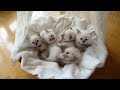 😺 Unsere 4 Heilige Birma Kitten Saia, Becky, Tyra & Cassy 🍪