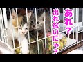 元気になった子猫が、病気の子猫のためにした行動に感動しました