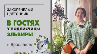 видео: В гостях у Эльвиры, г. Ярославль. Фикусы, хлорофитумы и помидоры картинка: В гостях у Эльвиры, г. Ярославль. Фикусы, хлорофитумы и помидоры