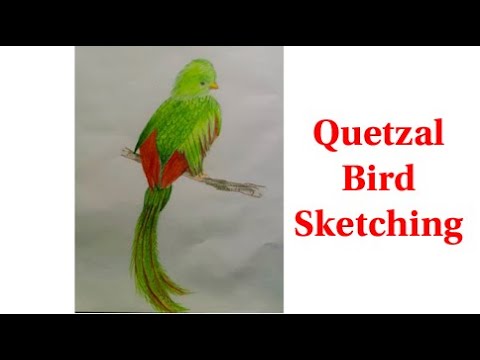 Quetzal Bird Sketching / Drawing and Colouring - YouTube