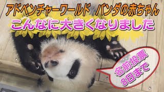 こんなに大きくなりました　アドベンチャーワールドのパンダの赤ちゃん　和歌山