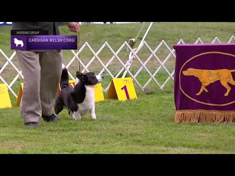 Video: Cardigan Welsh Corgi շների ցեղատեսակ հիպոալերգիկ, առողջության և կյանքի տևողություն