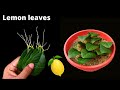 How to grow lemon plant from lemon leaves || lemon leaf roots