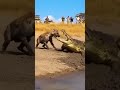 The battle for drinking water during the hot, dry season in the desert. #funnymoments #animals