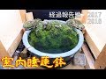 綺麗だった水景が恐ろしいことに! いやこれはこれで悪くない。 室内睡蓮鉢4