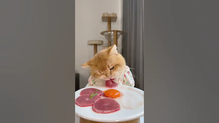 Video 9976311: golden cat british, british hair cat, little british, cute cat eating, cat food