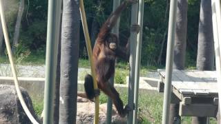 Orangutan at the KC Zoo