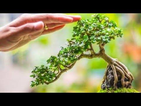 Video: Savjeti za bonsai bugenvilije - možete li napraviti bonsai od biljaka bugenvilije