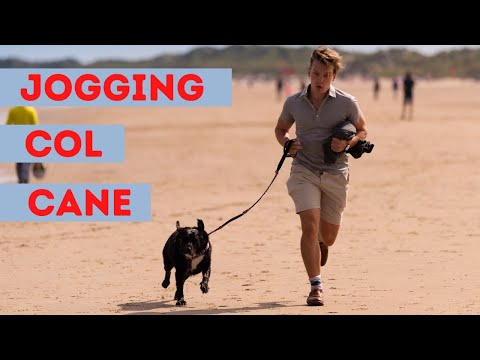 Video: Correre E Stare Al Sicuro Con Il Tuo Cane