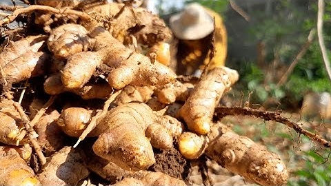 how I treated ulcers and inflammation in no time using turmeric