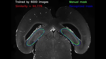 Automatic Segmentation of Rat Hippocampus