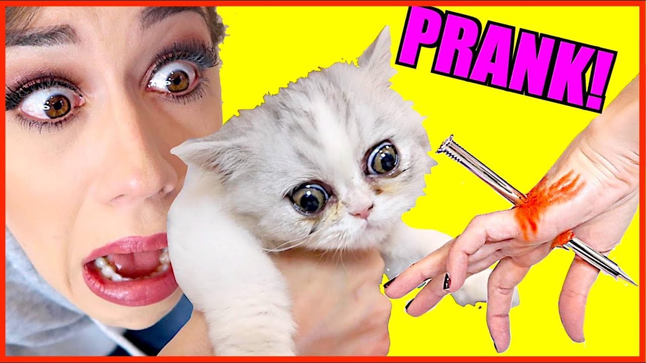 Colleen Ballinger New Kitten