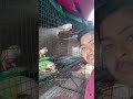 #Banerjee pets#pineapple Kannur#banerjee #song #love #green #home #Bird 🐦#