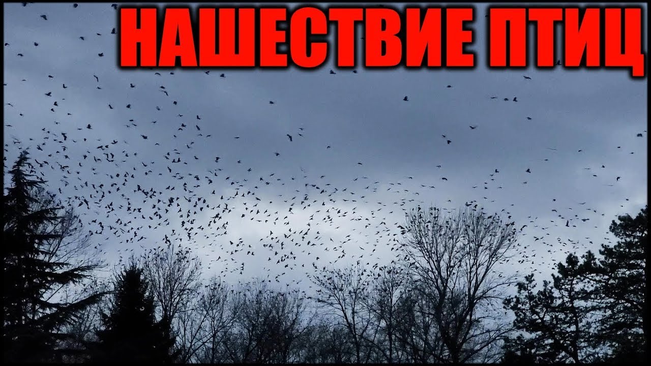 Вороны нашествие. Стая Воронов. Стаи ворон над Киевом. Нашествие птиц. Черные вороны на Украине.