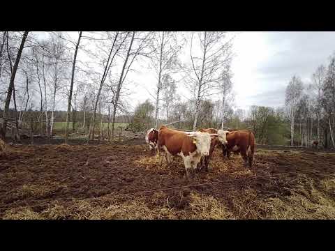Видео: Является ли скотоводство натуральным или коммерческим?