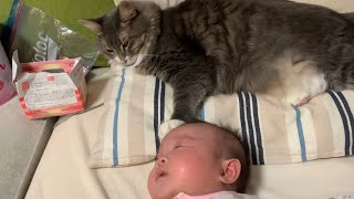 赤ちゃんの頭にポンと肉球を乗せる猫　ノルウェージャンフォレストキャット　A cat that puts his hand on the baby's head