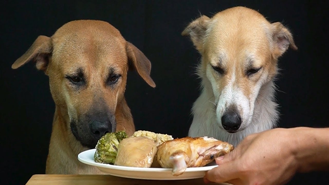 Asmr 犬は食べ物 卵 野菜を食べる Aww Youtube
