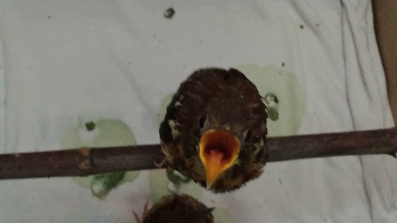 Anakan burung anis cendana 