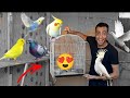 اشتريت بغبغاء وعصفير عند الحمام 