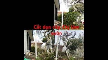 Công việc tts tại Nhật- cắt tỉa cây cảnh Nhật bản P2-1
