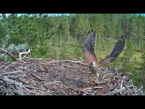 Video: Ero Yöllisen Erektion Ja Yöllisen Päästön Välillä