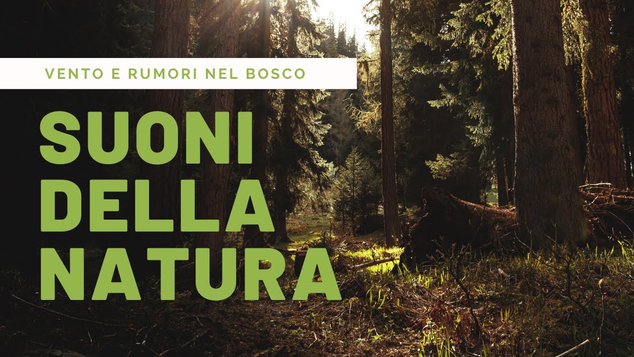 Suoni della natura - Rumori nel bosco per dormire - YouTube