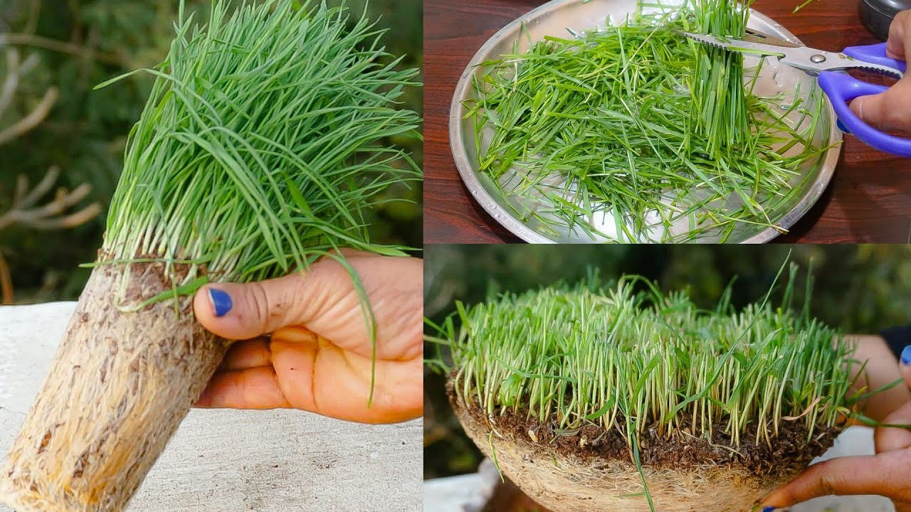 बिना मिट्टी के गेहूं के जवारे कैसे उगाए?How to grow Wheatgrass at Home