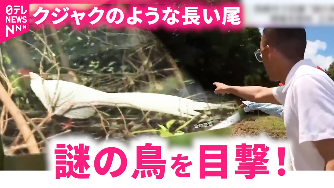 発見！】真っ白で長い尾… クジャクのような