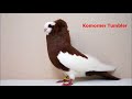 Different types of  fancy pigeon breeds