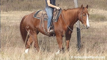 Ichi Bitsy Starlight - on the trail! -- ValleyViewRanch.net
