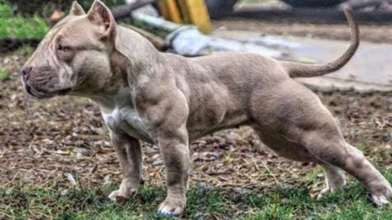 Сильный мускулистый пес