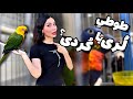 ولاگ خرید پرنده از بازار پرندگان طوطی لوری ۴۰ میلیونی ولاگ خرید پرنده از بازار پرندگان طوطی لوری ۴۰ میلیونی