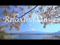 Study music relaxing music for stress relief | 4k video | Cherry blossom and Mt. Fuji
