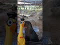 Fred the Chicken Sees #otters #shorts #funny #chicken #aquarium