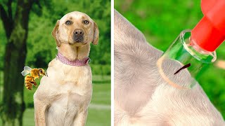 WOW! Useful Hacks And Gadgets For Pet Owners! Creative Hacks By A PLUS SCHOOL
