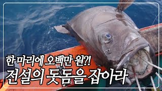 [다큐 PICK] 우리나라 바다에서 낚시로 잡을 수 있는 가장 크고 무거운 물고기! 전설의 물고기 '돗돔'의 사냥에 나선 낚시꾼들 [다큐 공감] KBS 150808 방송