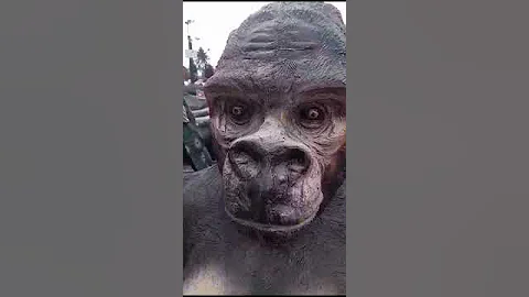 | Just Fun | Funny Video  chimpanzee ke saath