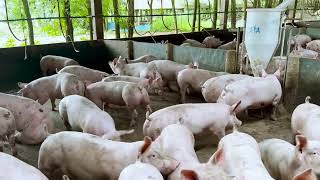 Visite d’une petite porcherie au Brésil : 500000 têtes/An