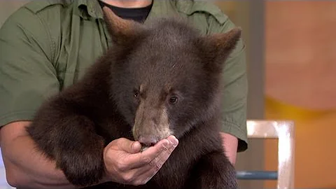 Cute Baby Animals and Nat Geo's Wildlife Expert Ca...