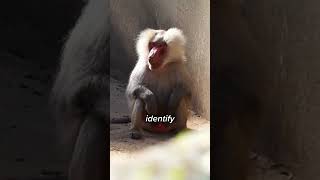 The Most Crazy Monkeys On The Planet