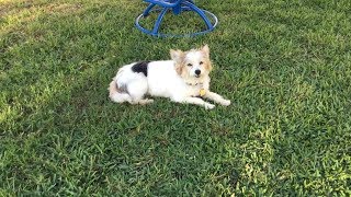 Winnie (adopted): Shih Tzu/mix breed, 10 years old, female. by TheWeeRescue 746 views 4 years ago 2 minutes, 25 seconds