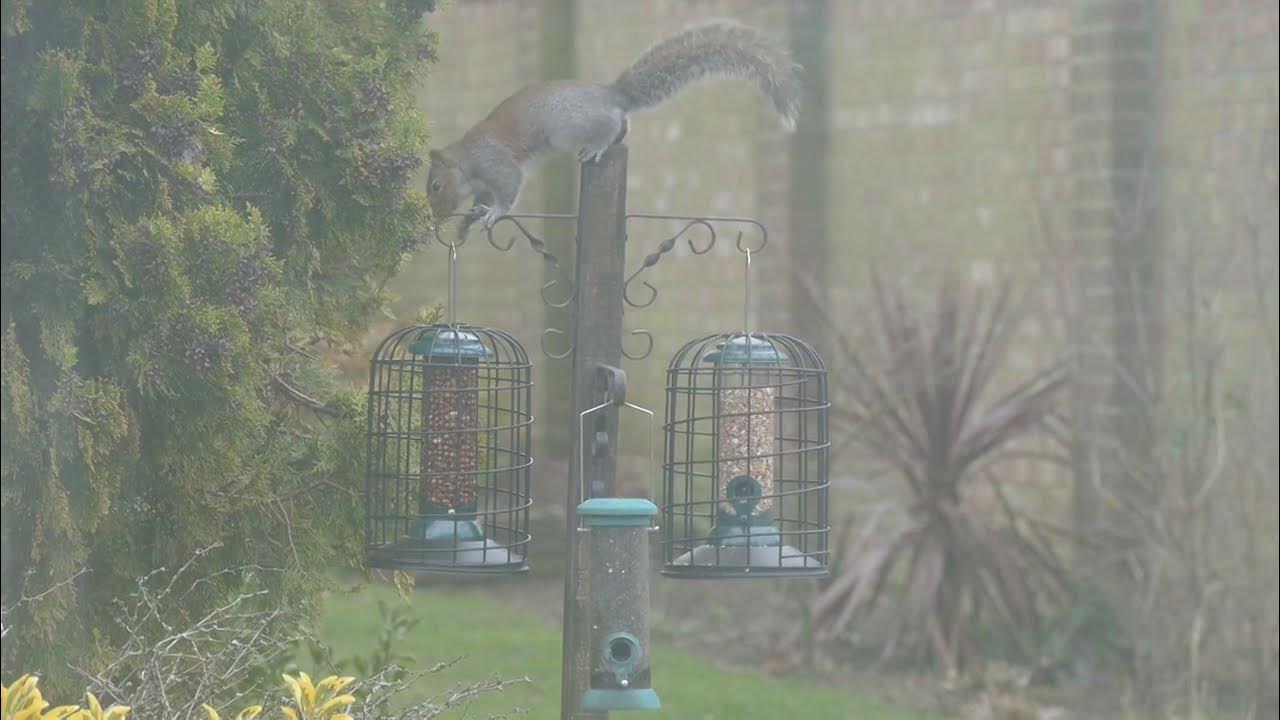 AntiSquirrel bird feeders YouTube