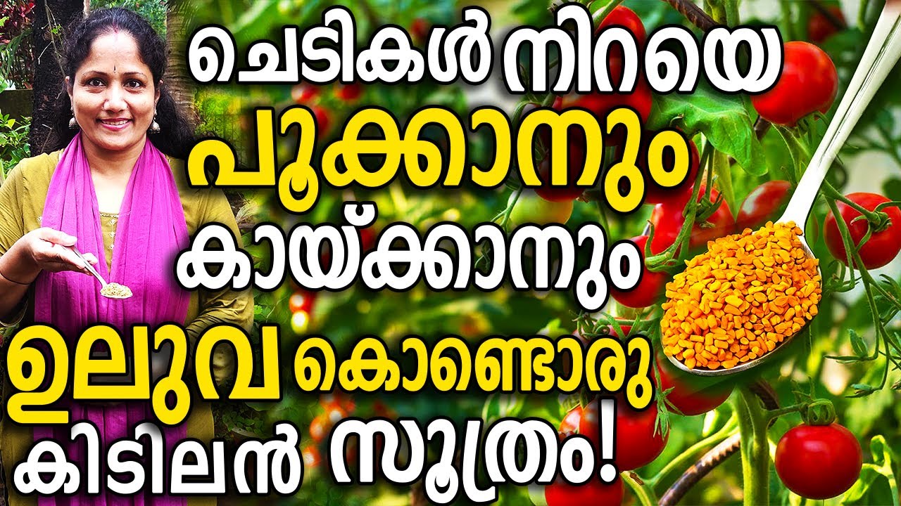 ചെടികൾ നിറയെ പൂക്കാനും കായ്ക്കാനും ഉലുവ കൊണ്ടൊരു കിടിലൻ സൂത്രം!| Use Fenugreek for Yield of plants!
