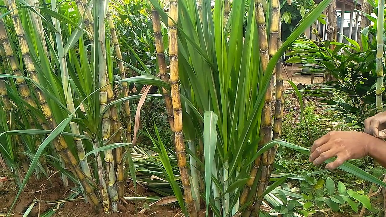 pozie Gambar Pohon Tebu  Telur