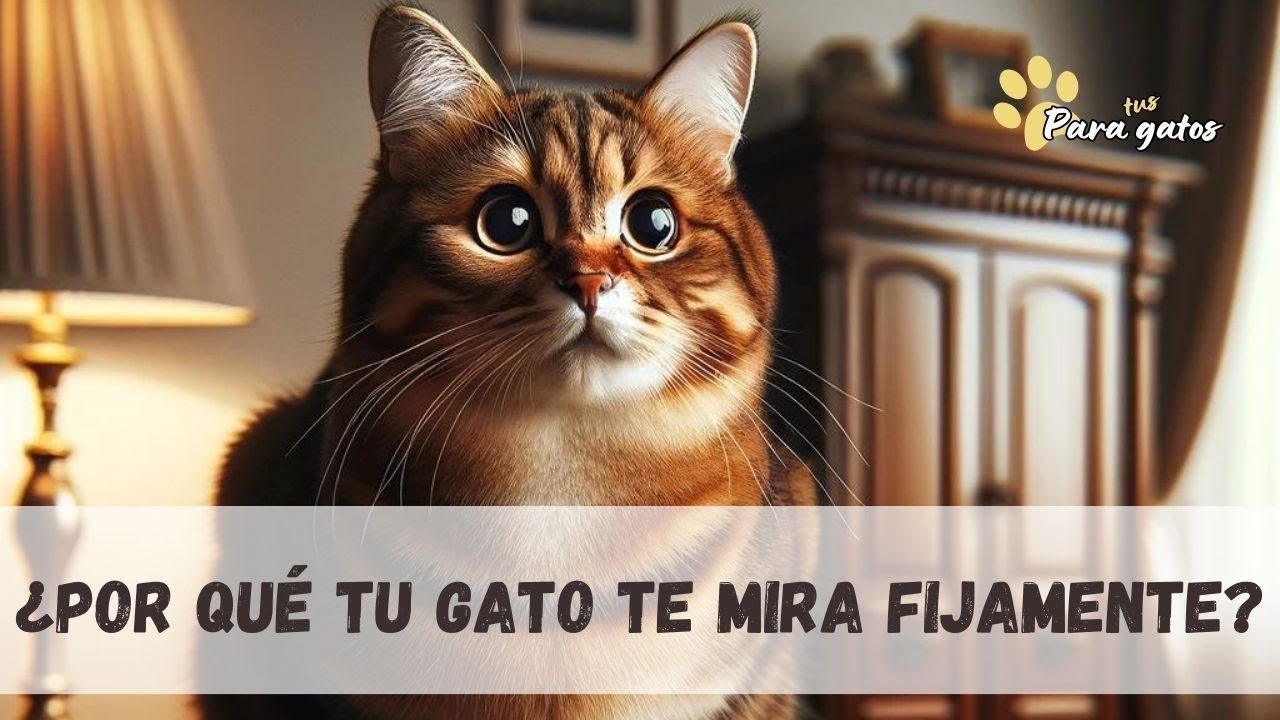 😺¿POR QUÉ MI GATO ME MIRA FIJAMENTE? 👉 SIGNIFICADOS A SU MIRADA