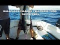 Galapagos Islands Yellowfin Tuna On Poppers