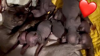 Darth Mater’s Sphynx Kittens are 3 Days Old! by Ari-Gato Cats 99 views 7 months ago 1 minute, 3 seconds